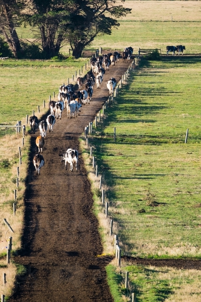 Cows leaving the dairy after milking in the morning light - Australian Stock Image