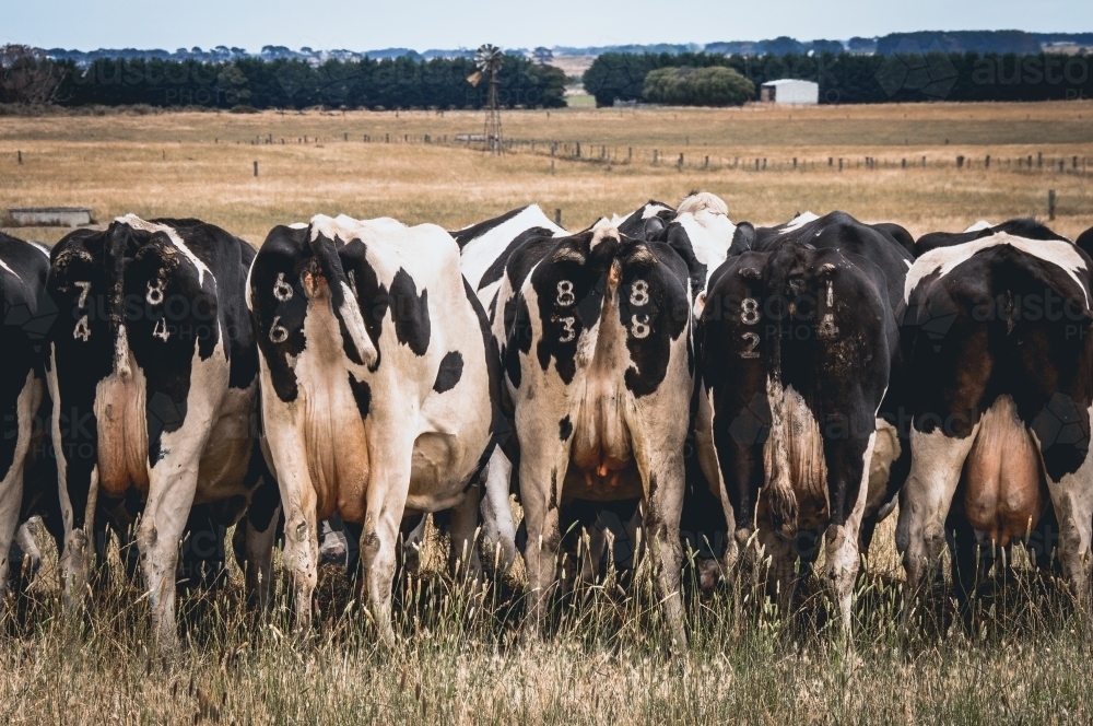 Cows lined up eating silage on a summers day - Australian Stock Image