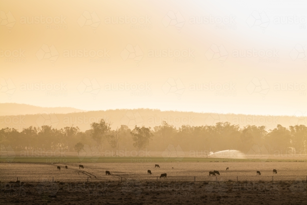 cows on a farm during drought and bushfire conditions - Australian Stock Image