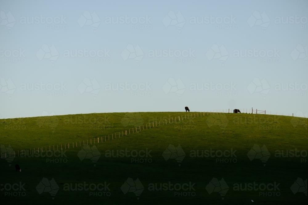 Cows on a Hill - Australian Stock Image