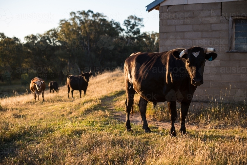 Cows on a hillside - Australian Stock Image