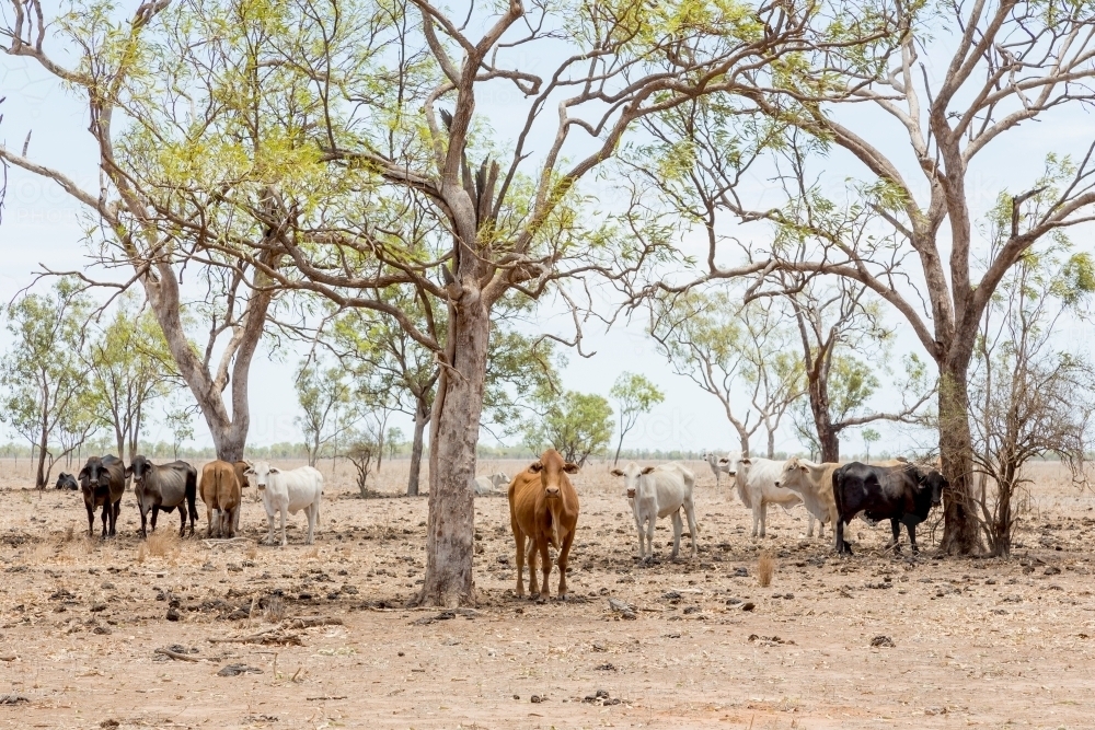 Cows on cattle station in outback north Queensland - Australian Stock Image
