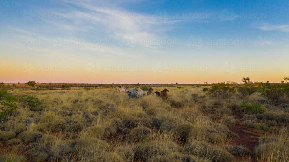 Cows on Kimberley station at sunset - Australian Stock Image