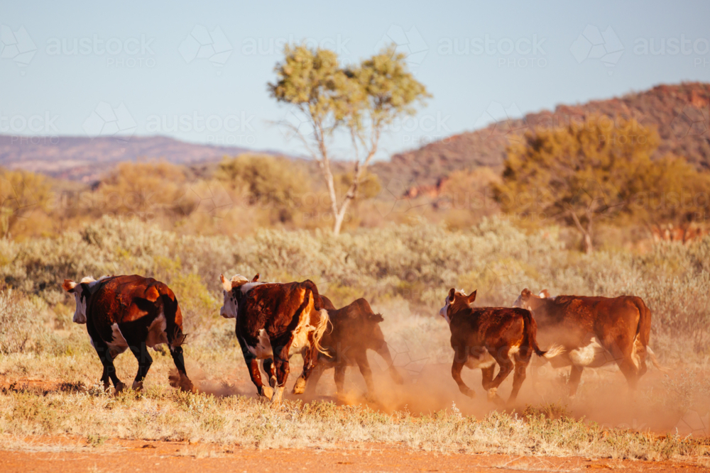 Cows run by the side of the Plenty Hwy near Mount Riddock cattle station in Northern Territory, - Australian Stock Image
