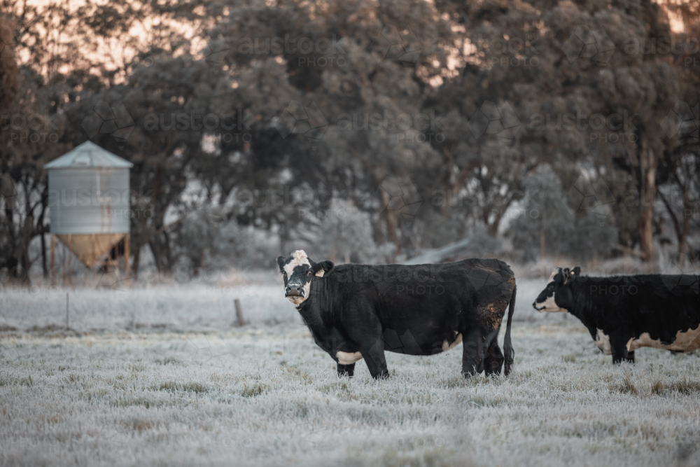 Cows standing in frost covered field on winter morning - Australian Stock Image