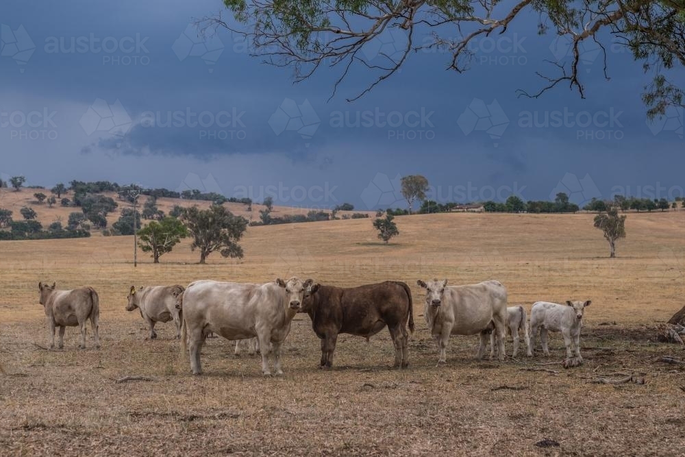 Cows under trees in storm - Australian Stock Image