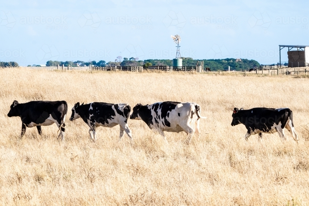 Cows walk to the dairy at milking time - Australian Stock Image