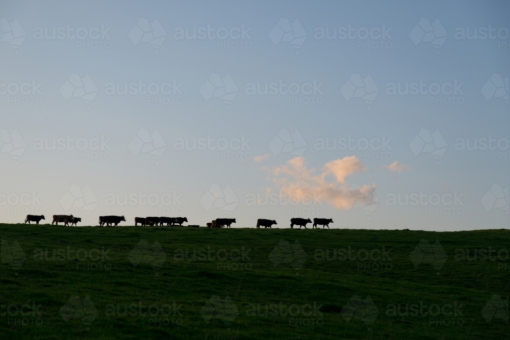 Cows walking home single file at the end of the day - Australian Stock Image