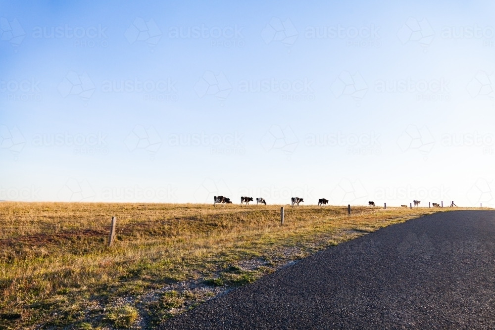 Cows walking through paddock alongside country road with big open sky - Australian Stock Image