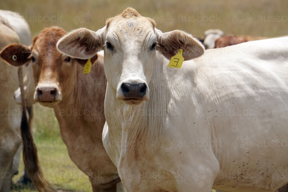 Cows with ear tags standing in a paddock - Australian Stock Image