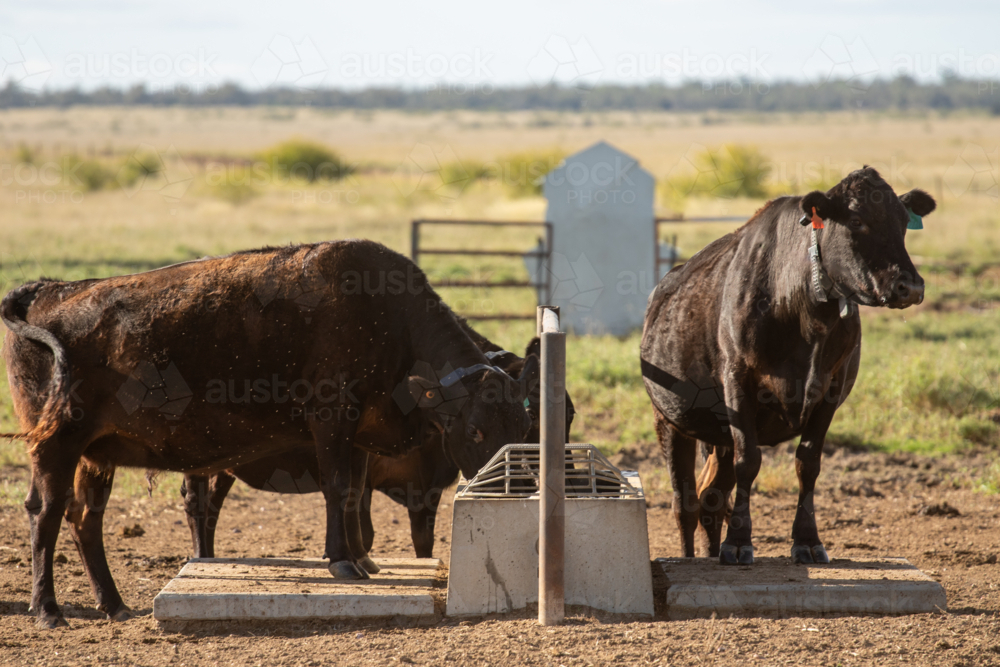 Cows with gps collars - Australian Stock Image