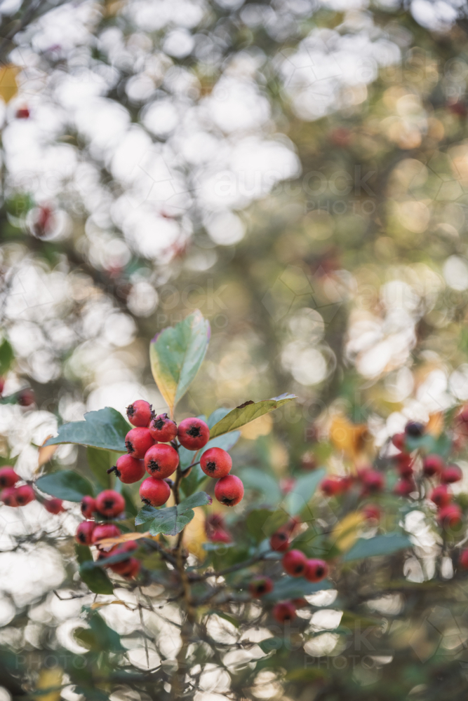 crab apple backlit in garden : Austockphoto crab apple backlit in garden - Australian Stock Image
