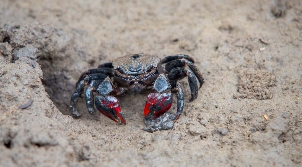Crab with red claws in sand - Australian Stock Image