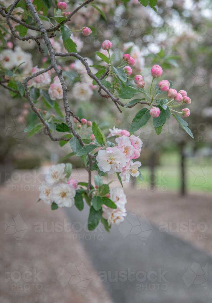 Crabapple blossoms with a pathway - Australian Stock Image