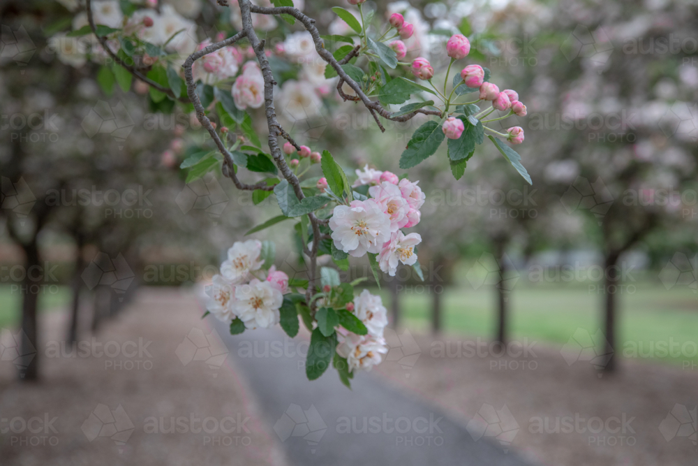 Crabapple blossoms with a pathway - Australian Stock Image