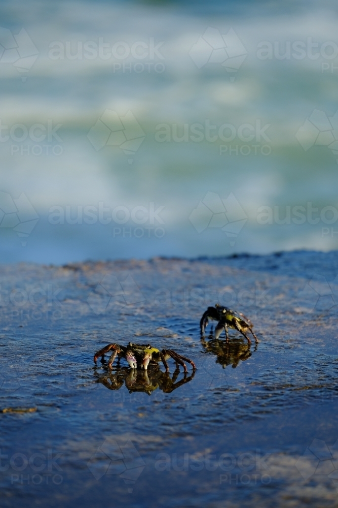 Crabs scurrying along the ocean pool wall, Yamba - Australian Stock Image