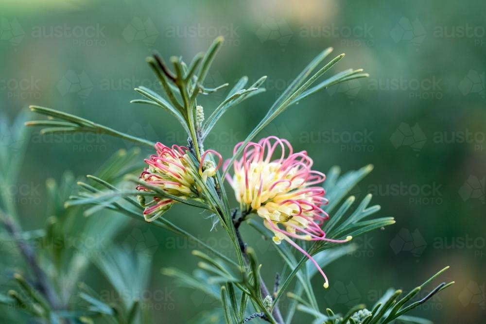Cream and pink grevillea flower on green - Australian Stock Image