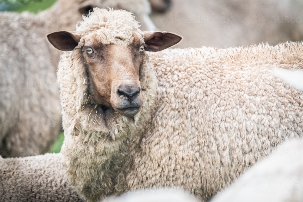 Cream coloured sheep standing amongst flock of sheep : Austockphoto Cream coloured sheep standing amongst flock of sheep - Australian Stock Image