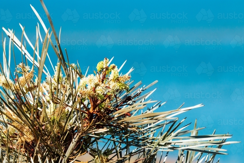 Cream flowering shrub with ocean in the background - Australian Stock Image