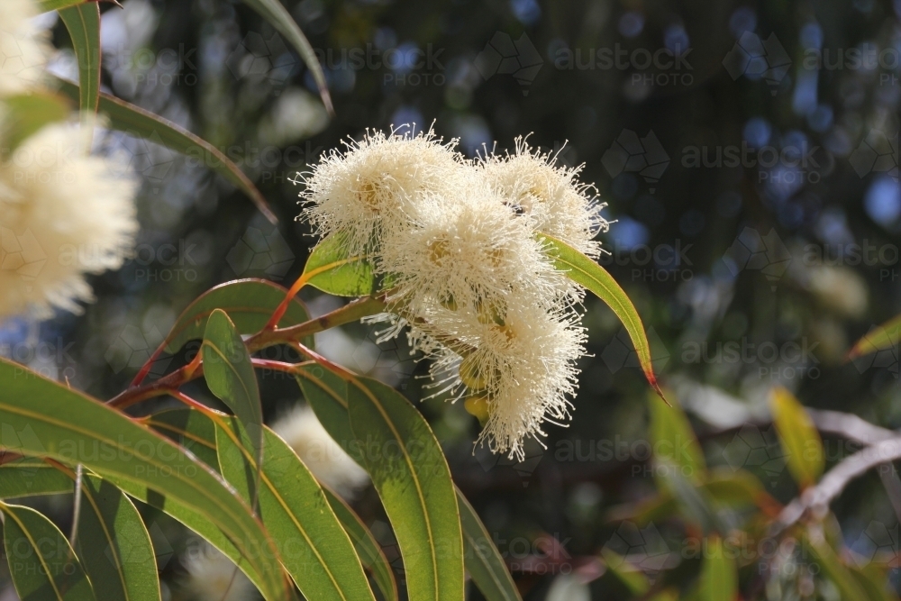 Cream flowers on gum tree - Australian Stock Image