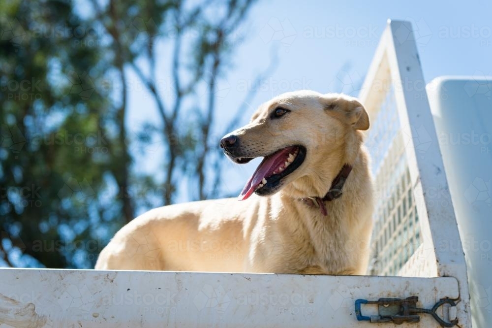 Cream working kelpie waiting in the back of a ute - Australian Stock Image