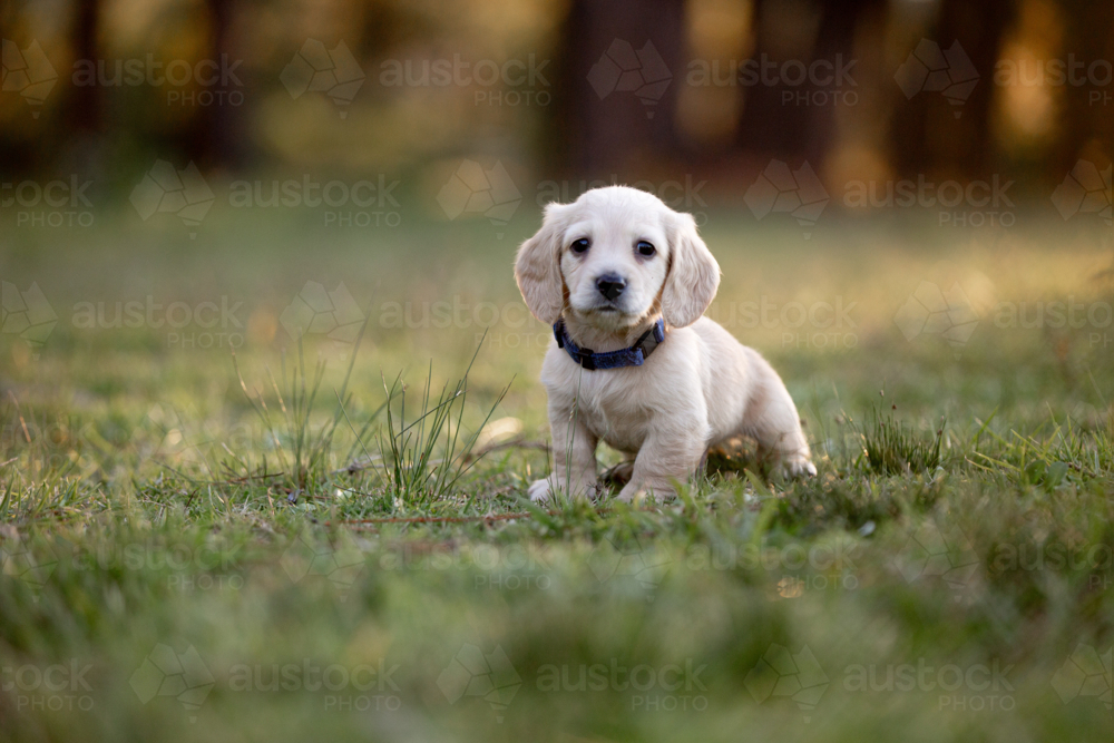 Creamy dachshund puppy sitting on the grass field - Australian Stock Image