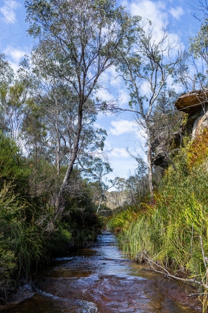 Creek flowing through bushland in Blue Mountains - Australian Stock Image