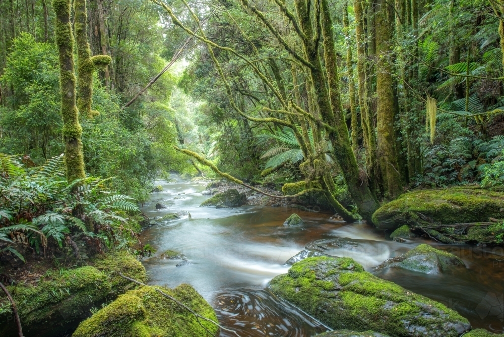 Creek in Tasmania - Australian Stock Image