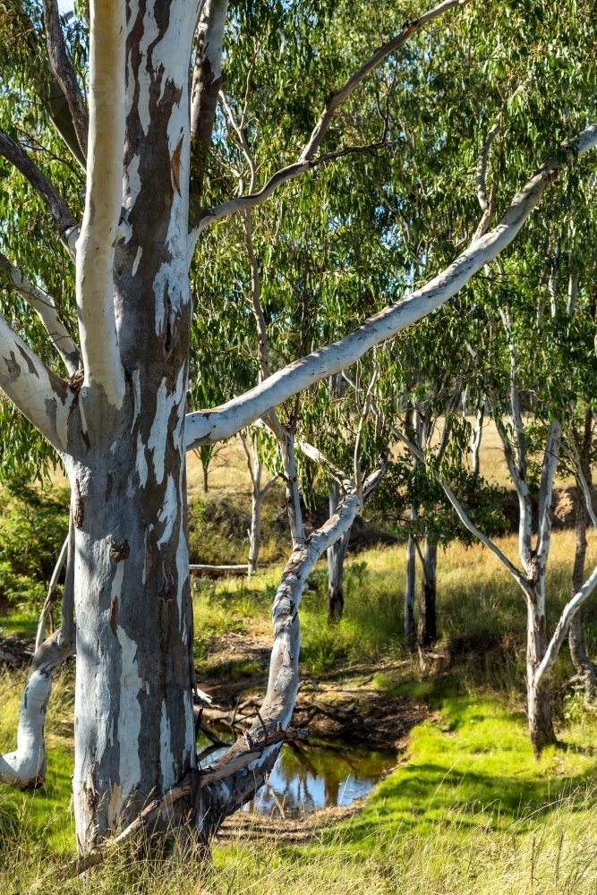 Creek lined by gum trees. - Australian Stock Image