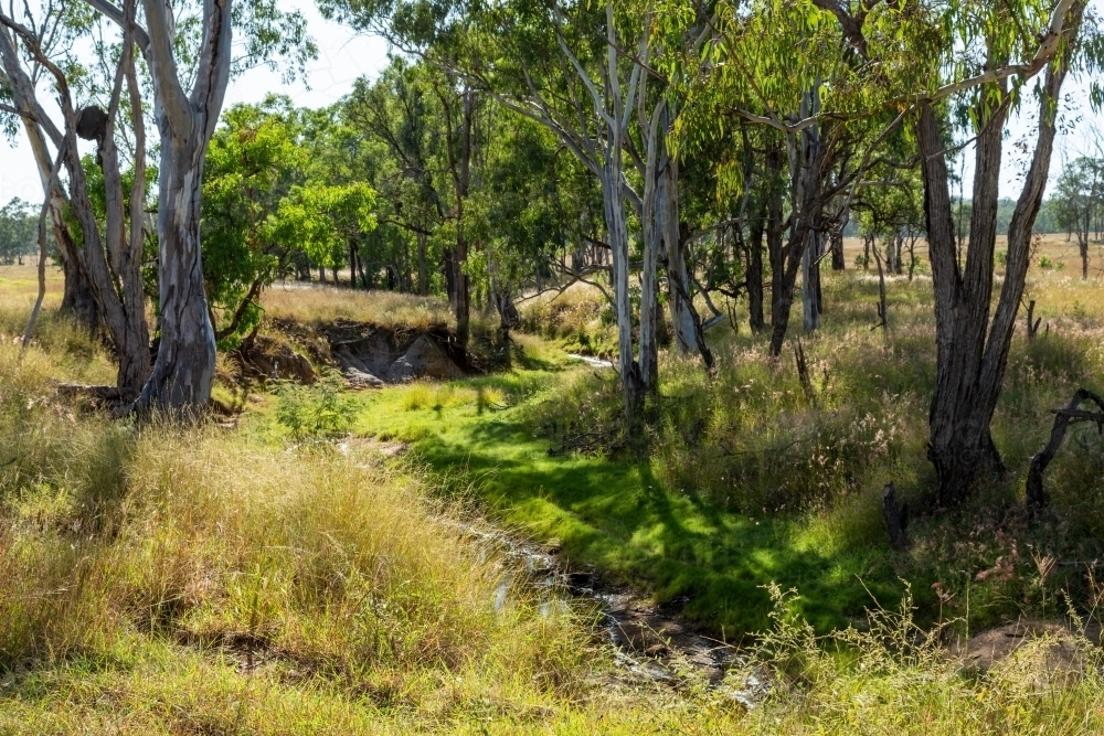 Creek lined by gum trees. - Australian Stock Image