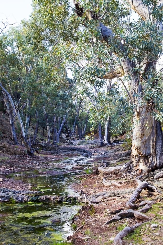 Creek lined with gum trees and water, vertical - Australian Stock Image