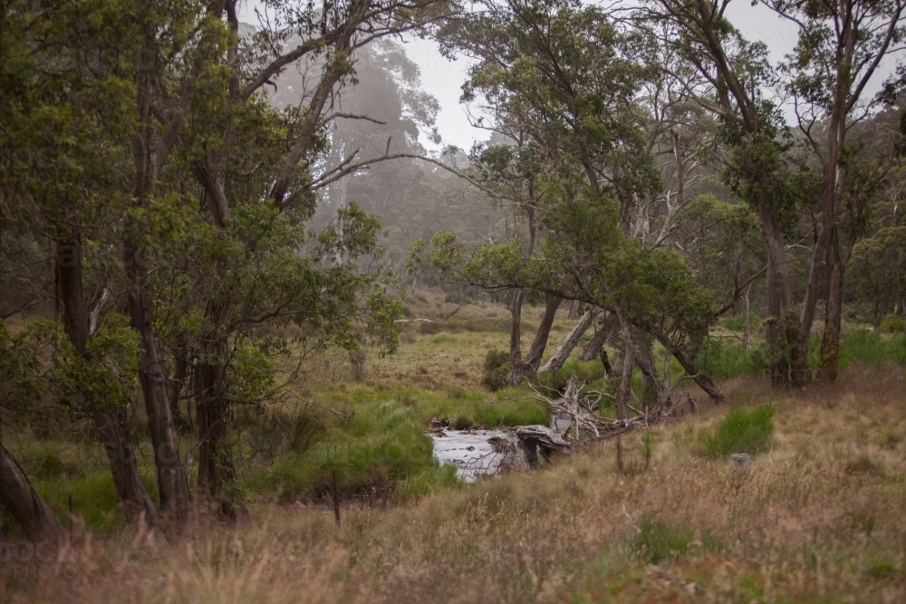 Creek on a misty morning near Polblue Campground area - Australian Stock Image
