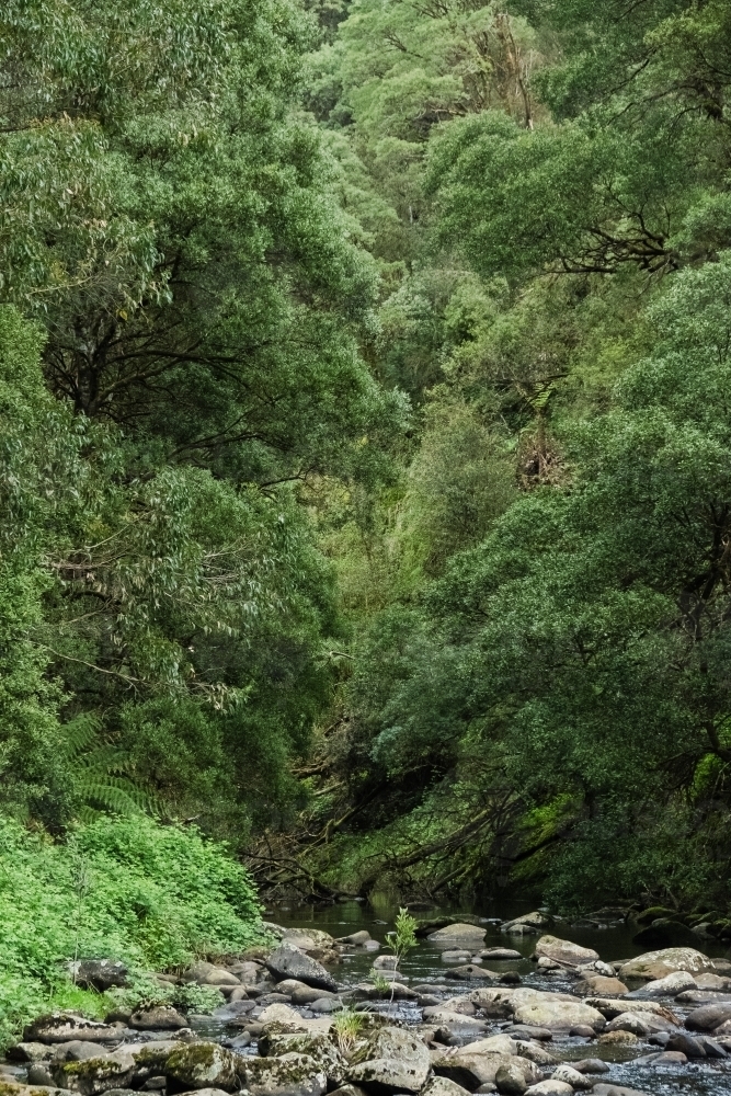 Creek with rocks and trees. - Australian Stock Image