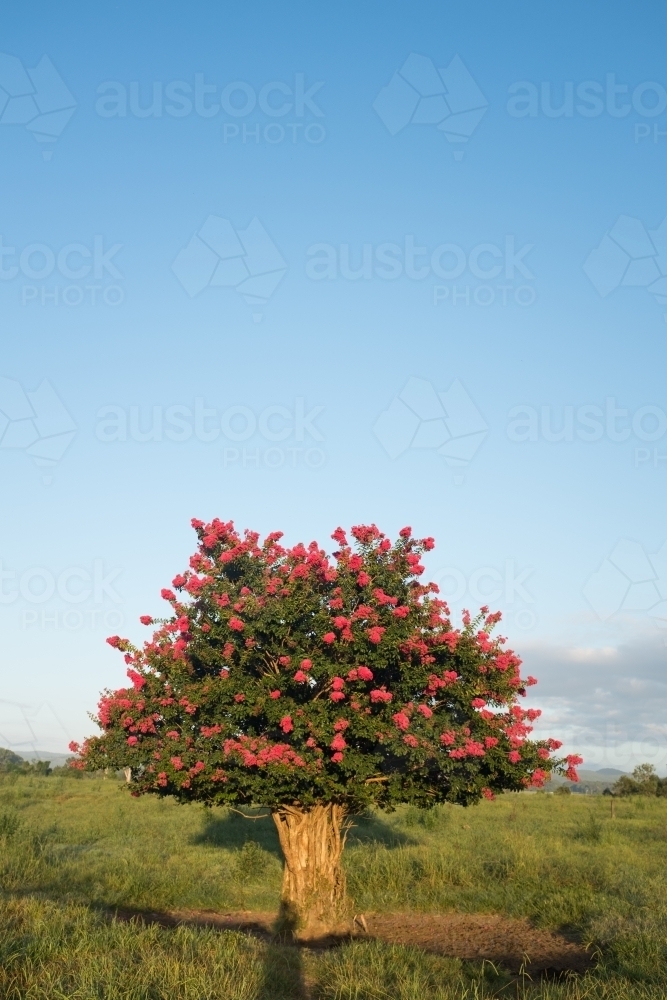 Crepe myrtle tree in a paddock - Australian Stock Image