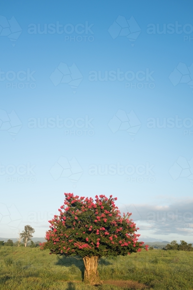 Crepe myrtle tree in a paddock - Australian Stock Image