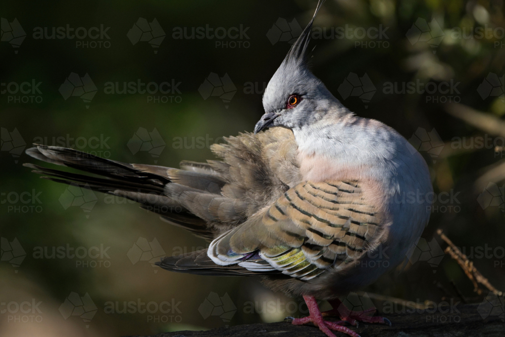 crested pigeon looking behind - Australian Stock Image