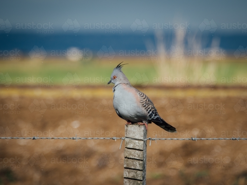 Crested pigeon on a fence - Australian Stock Image