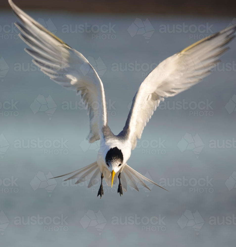 Crested tern in flight across the water - Australian Stock Image