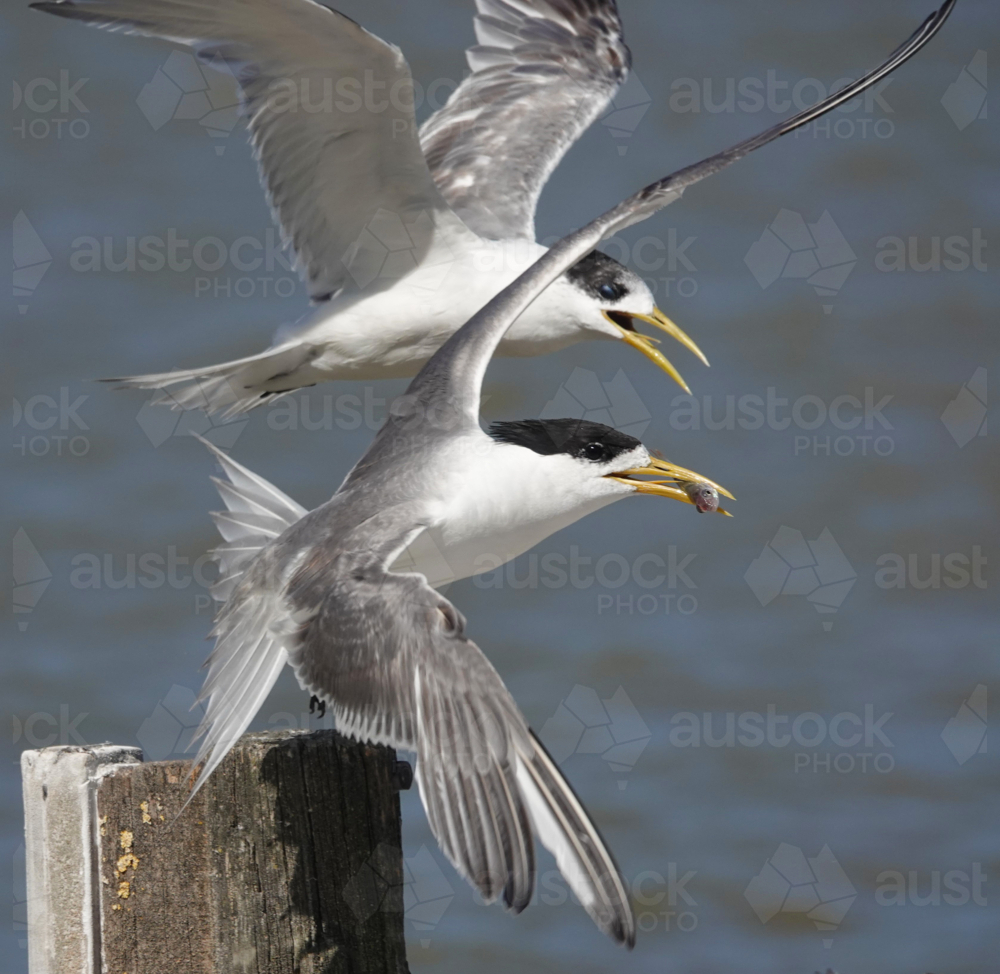 Crested Tern in flight - Australian Stock Image