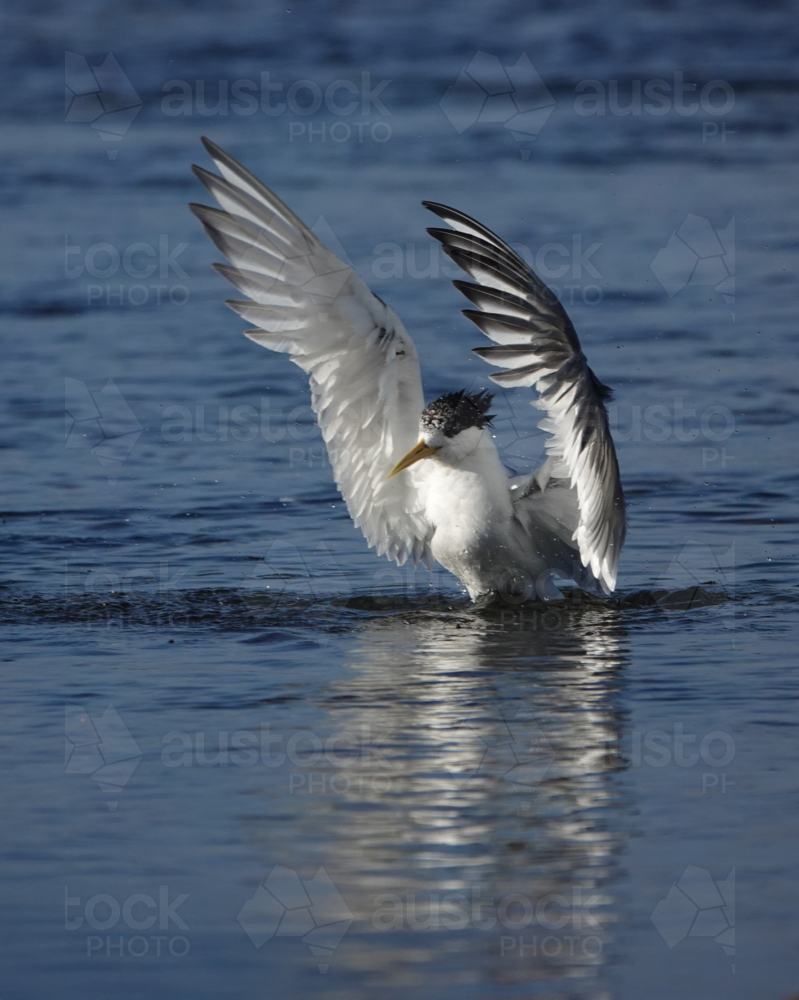 Crested Tern reflected in calm ocean - Australian Stock Image