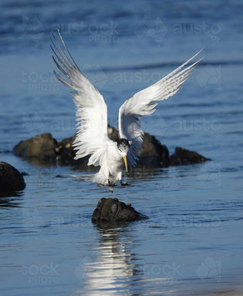 Crested Tern reflected in calm ocean - Australian Stock Image