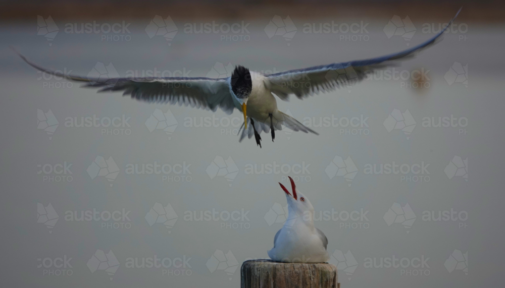 Crested Terns - Australian Stock Image