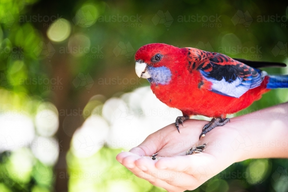 Crimson rosella parrot eating seed out of person’s hand - Australian Stock Image
