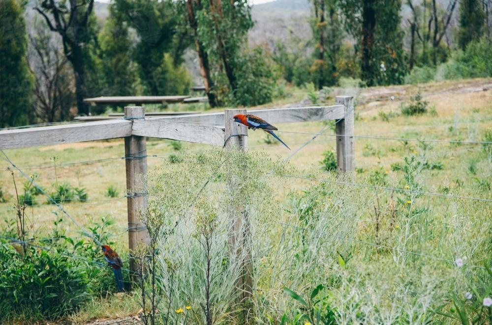Crimson Rosella parrot sitting on a fence - Australian Stock Image