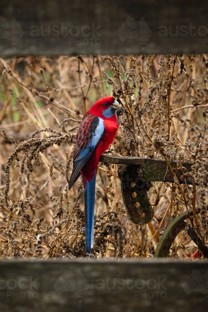 Crimson rosella perched on a flat metal standing in the middle of dry tall grass. - Australian Stock Image