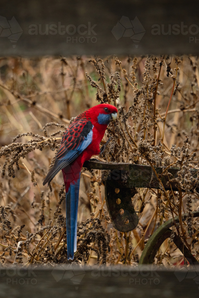 Crimson rosella perched on a flat metal standing in the middle of dry tall grass. - Australian Stock Image