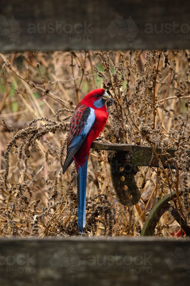 Crimson rosella perched on a flat metal standing in the middle of dry tall grass. - Australian Stock Image