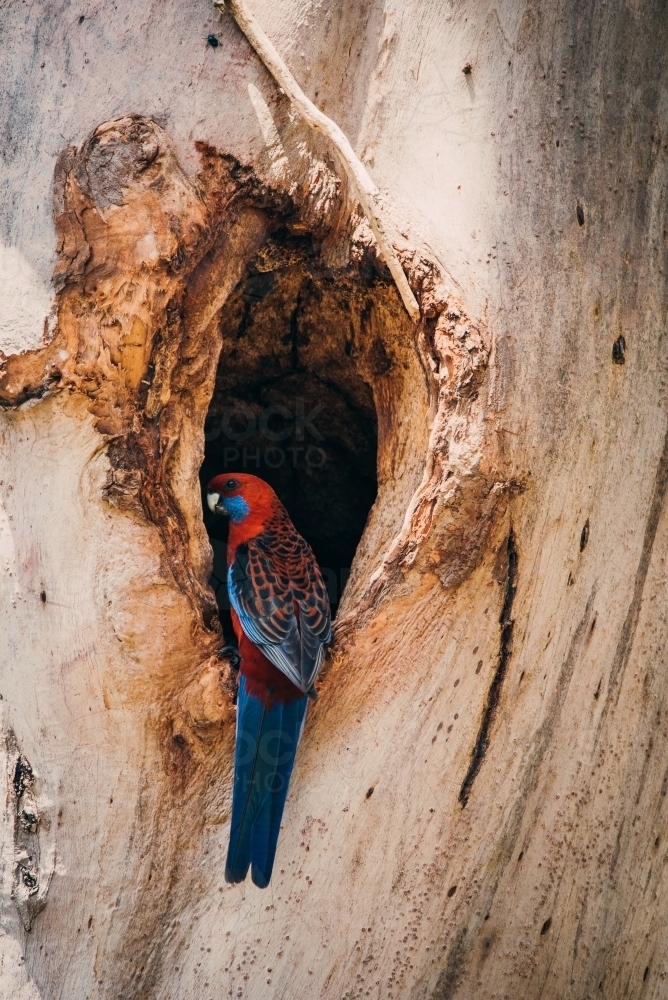 Crimson Rosella sitting in tree hollow - Australian Stock Image