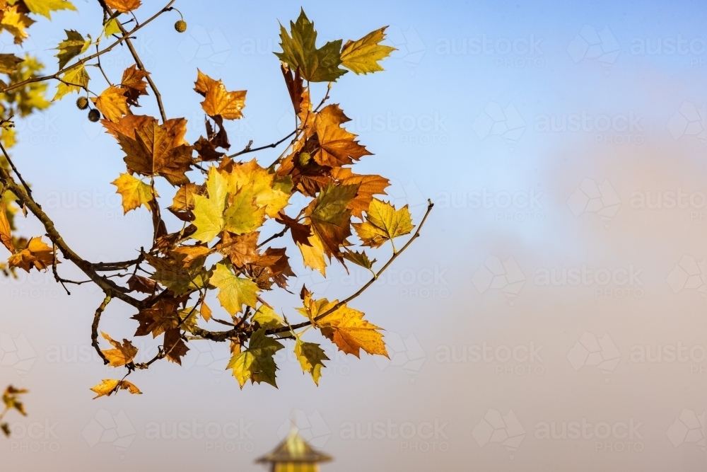 Crisp autumn leaves on cold morning - Australian Stock Image