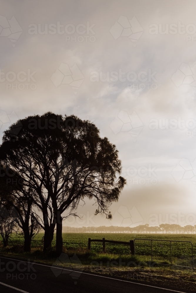 Crisp Foggy Morning in the paddock - Australian Stock Image